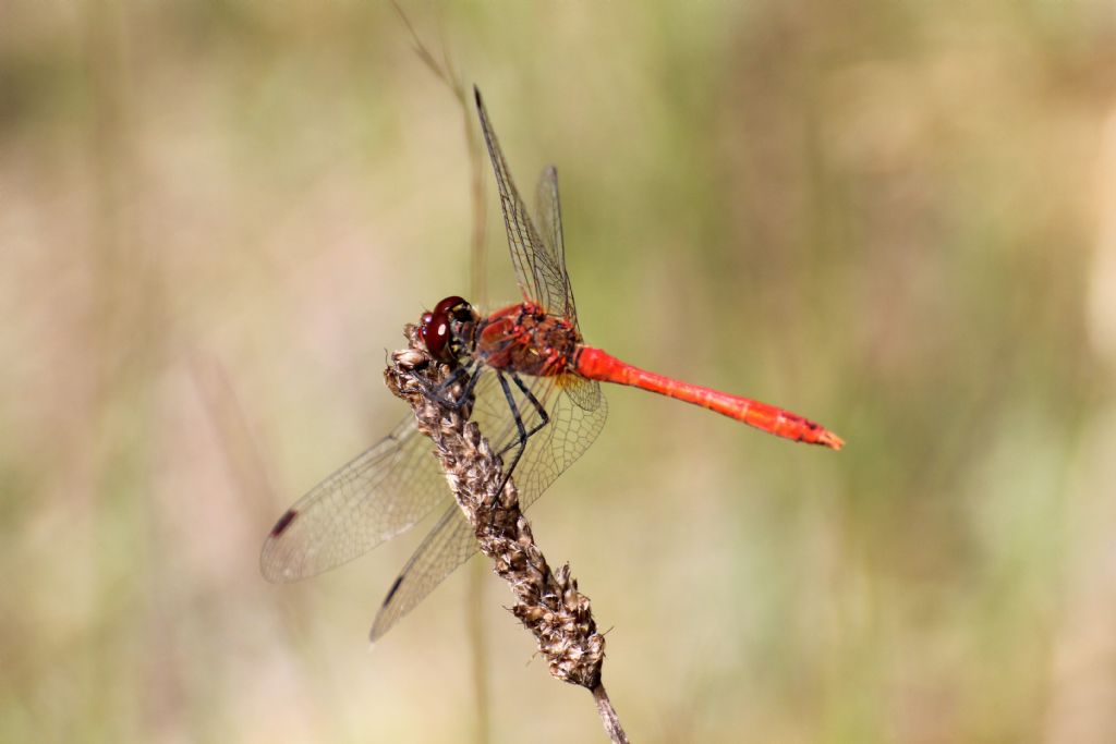 Sympetrum sanguineum? Tutti?